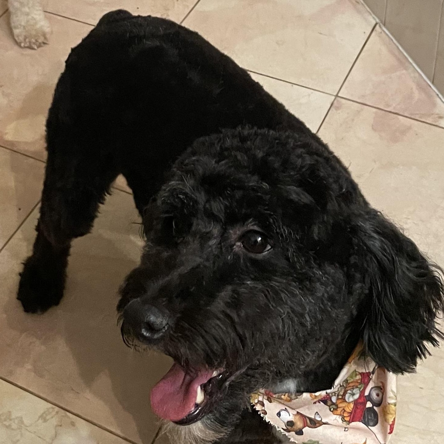 Enlarge Bagel/Snoopy- Courtesy Posting for Bonded Pair, a Adoptable mixed breed in Sudbury, MA image 6/6
