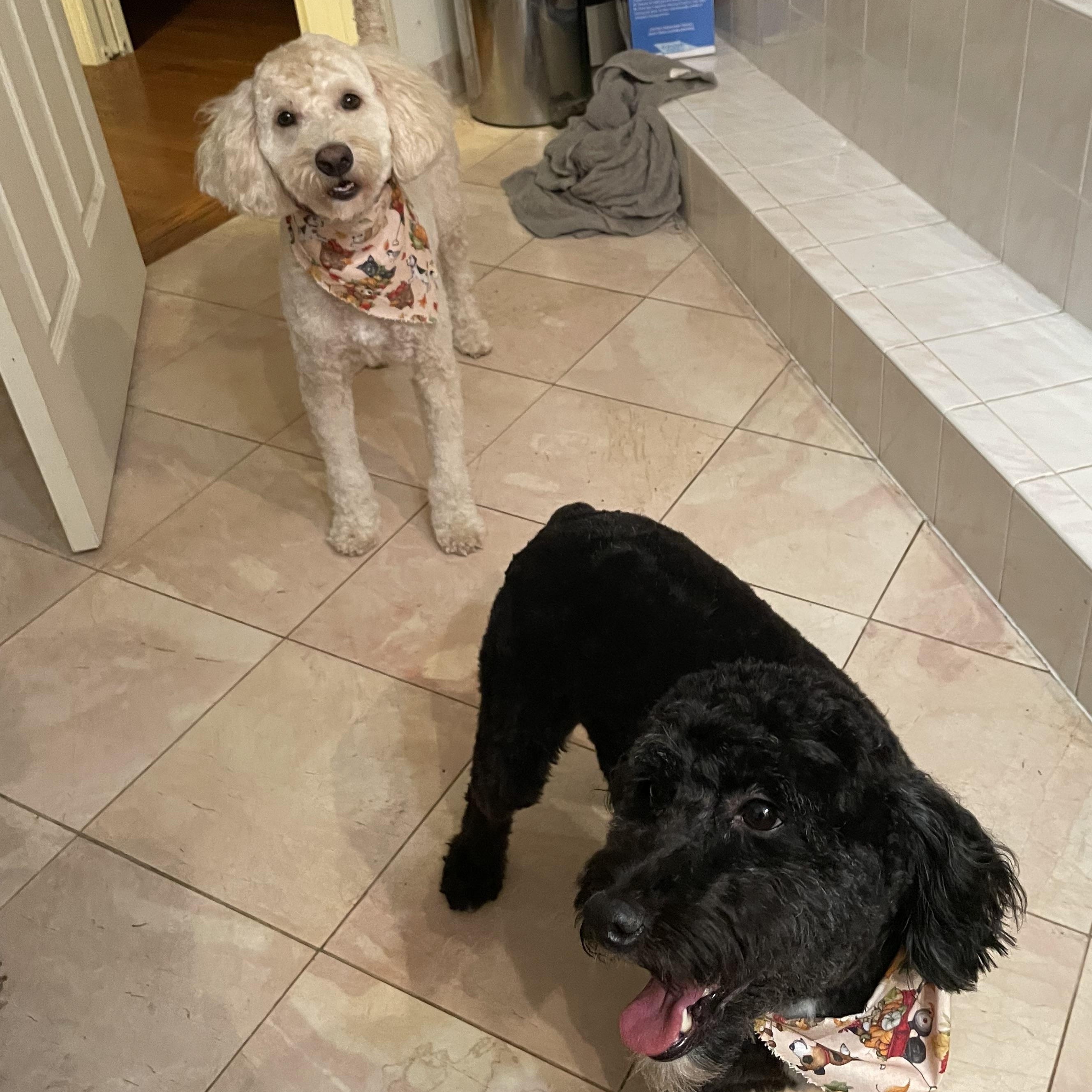 Enlarge Bagel/Snoopy- Courtesy Posting for Bonded Pair, a Adoptable mixed breed in Sudbury, MA image 2/6