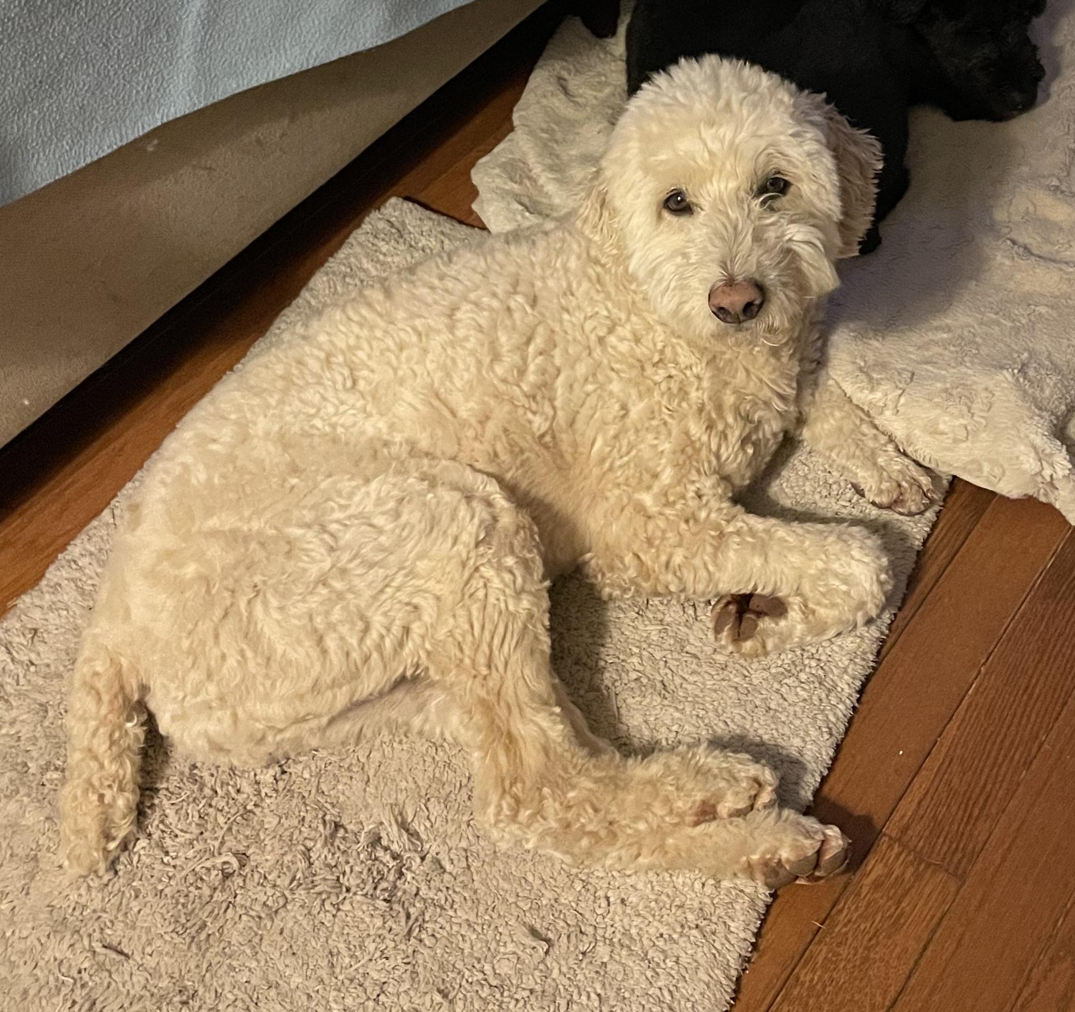 Enlarge Bagel- Courtesy Posting, a ADOPTABLE mixed breed in Sudbury, MA image 3/3