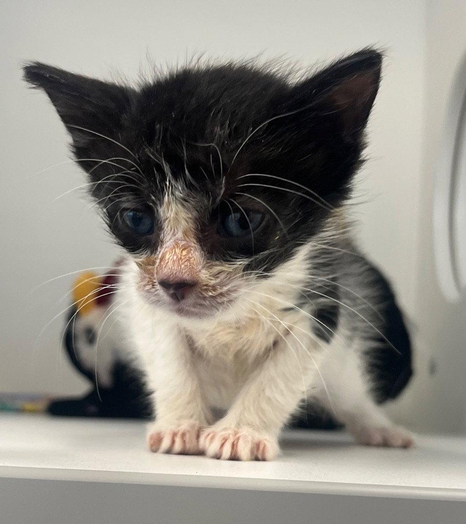 26-297 Tootie, Adoptable, Kitten Female Domestic Short Hair.