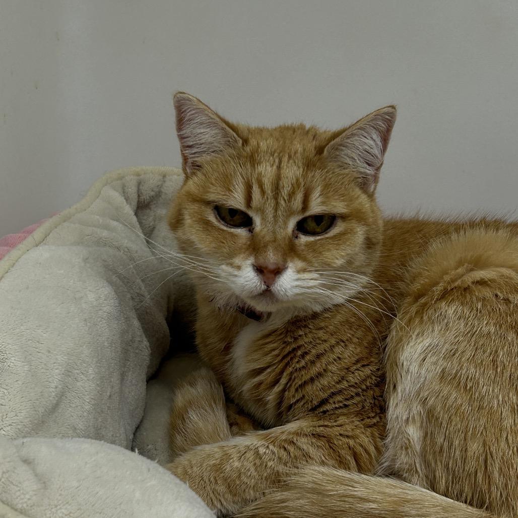 Rosie, Adoptable, Senior Female Domestic Short Hair.