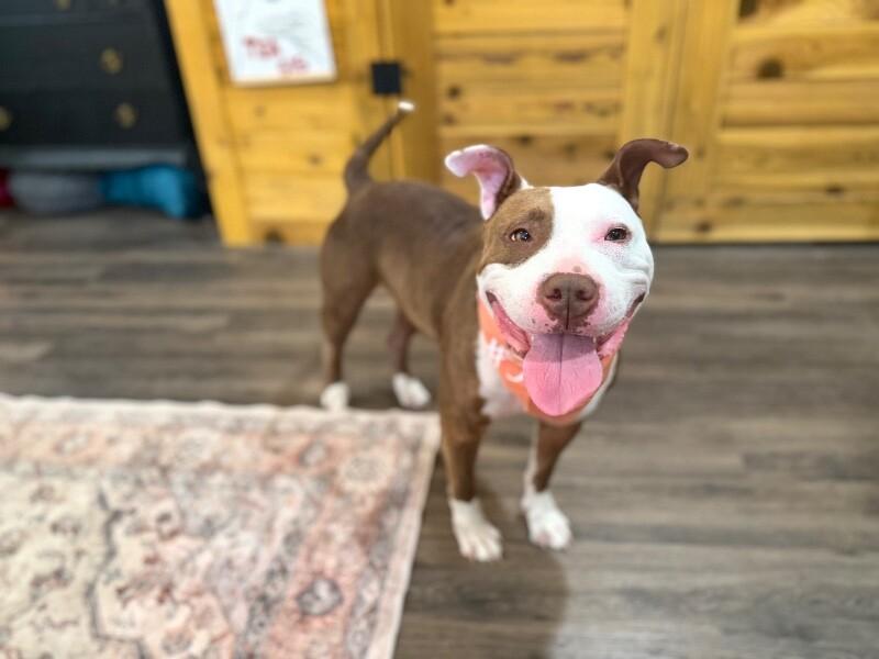 Pixie People Lover thumbnail 2