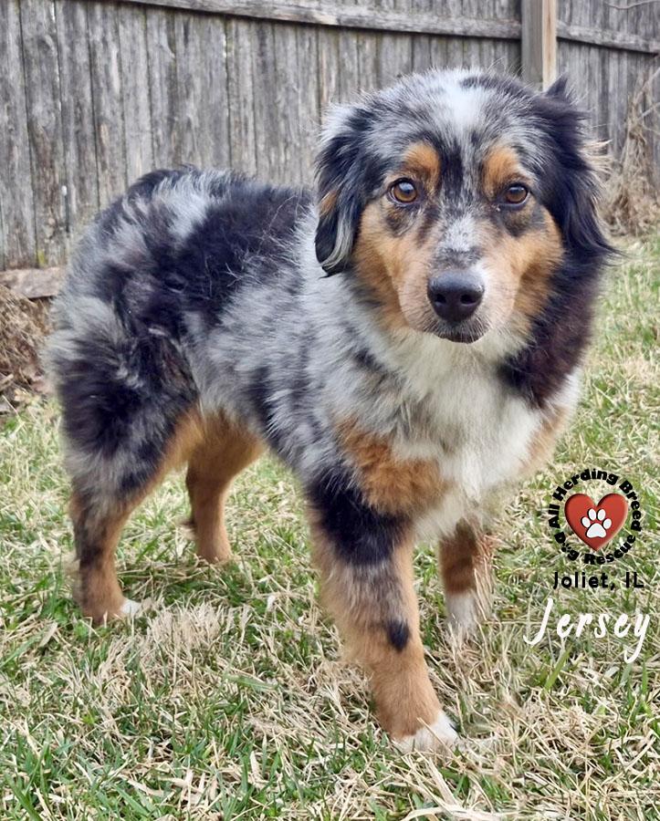 Enlarge Jersey, an adopted Australian Shepherd in Joliet, IL image 1/2
