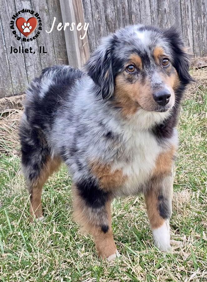 Enlarge Jersey, an adopted Australian Shepherd in Joliet, IL image 2/2