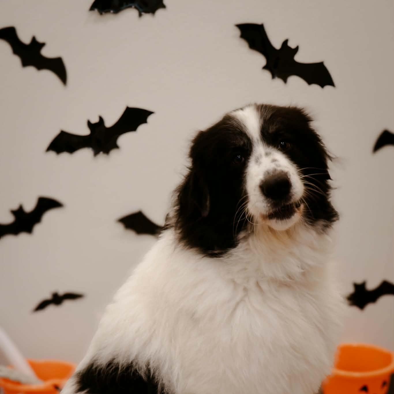 Lightening, Adoptable, Adult Female Great Pyrenees & Newfoundland Dog.