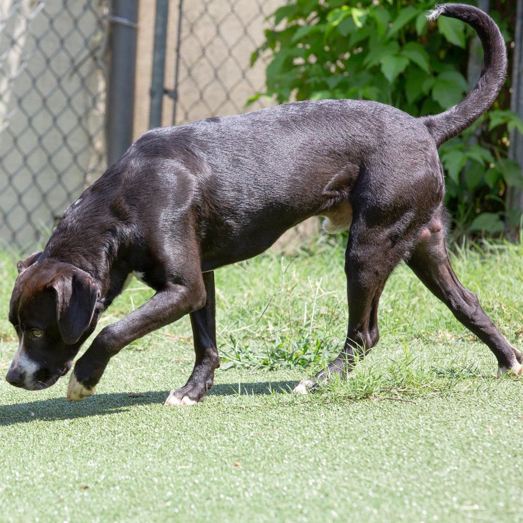 Oogie Boogie, Adoptable, Young Male Mixed Breed.