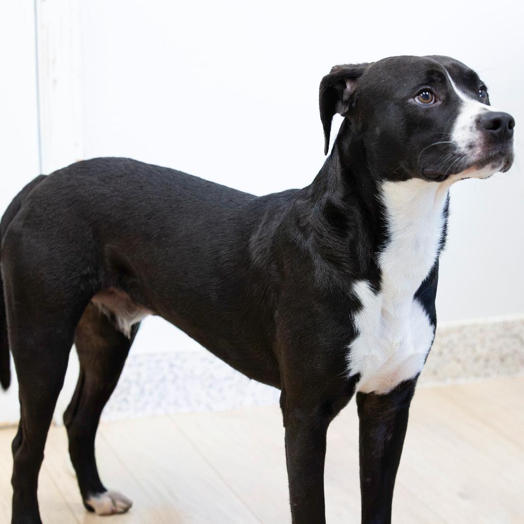 Enlarge Oogie Boogie, a Adoptable Mixed Breed in Cartersville, GA image 2/4