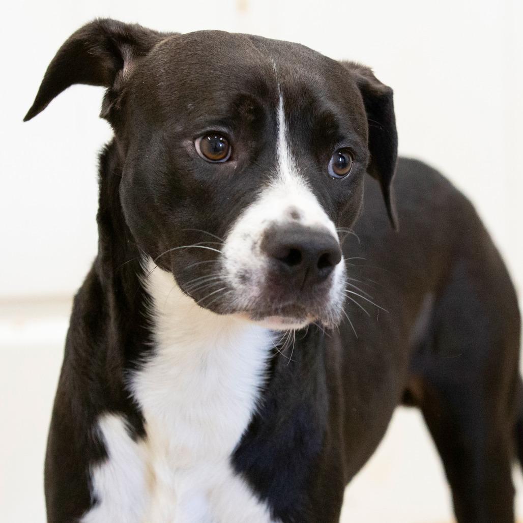 Enlarge Oogie Boogie, a Adoptable Mixed Breed in Cartersville, GA image 3/4