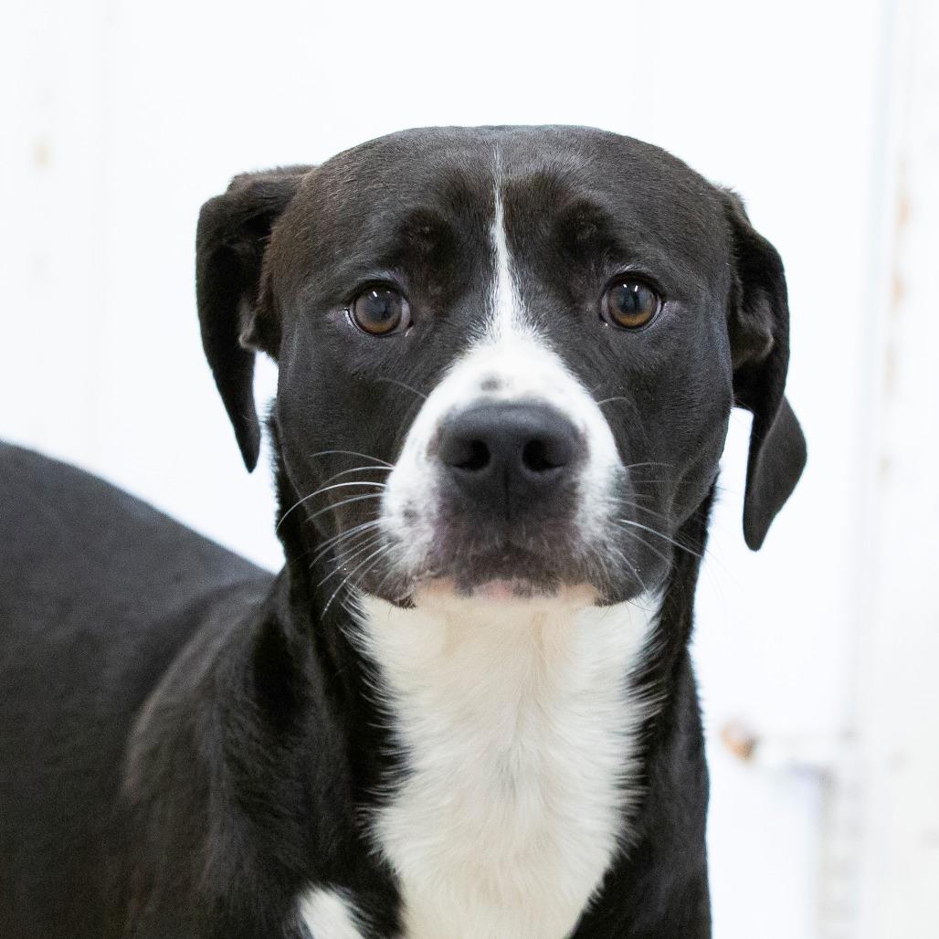 Enlarge Oogie Boogie, a Adoptable Mixed Breed in Cartersville, GA image 4/4