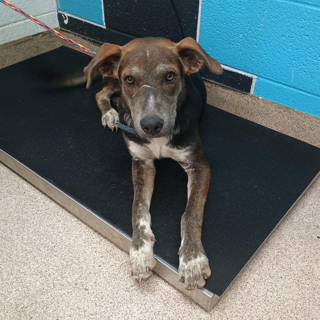 Martin, Adoptable, Young Male Mixed Breed.