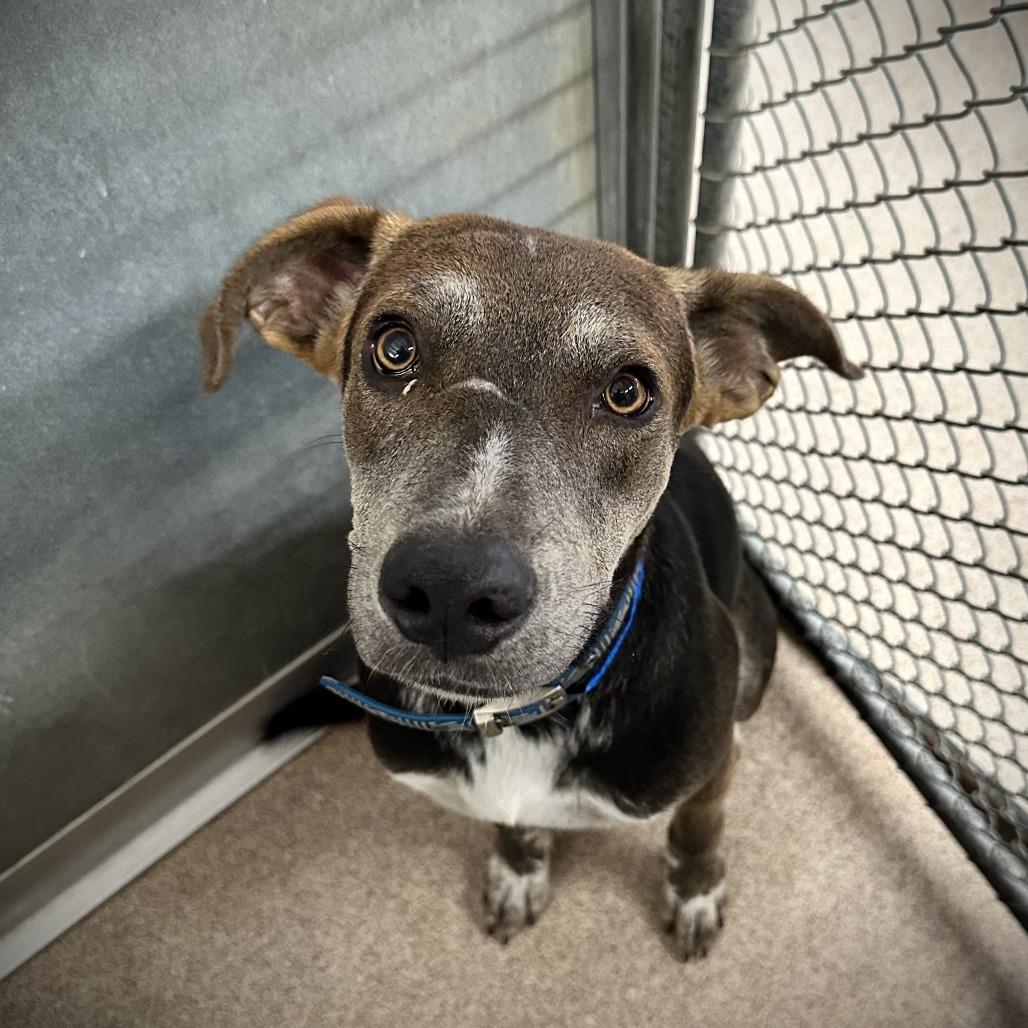 Enlarge Martin, a Adoptable Mixed Breed in Ardmore, OK image 2/3