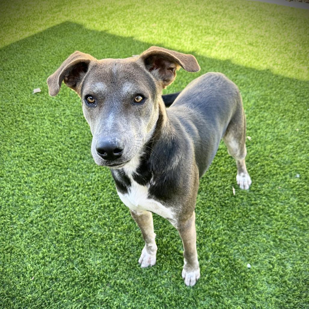 Enlarge Martin, a Adoptable Mixed Breed in Ardmore, OK image 3/3