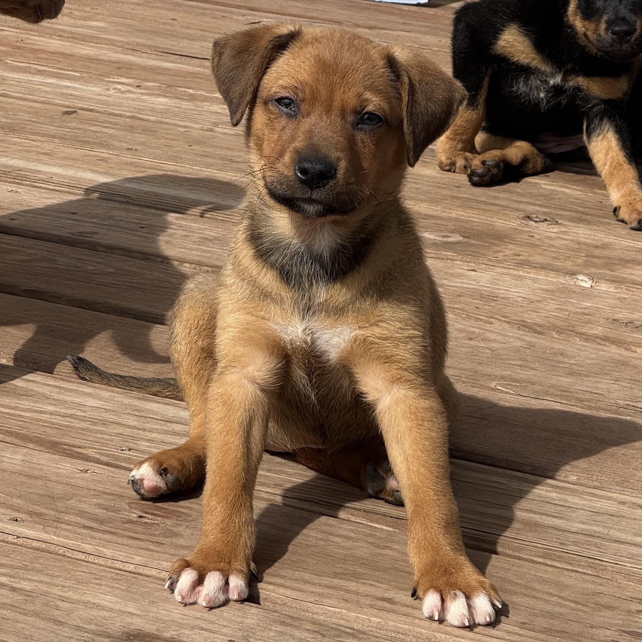 Enlarge Zaley, a ADOPTABLE mixed breed in Minneapolis, MN image 1/6