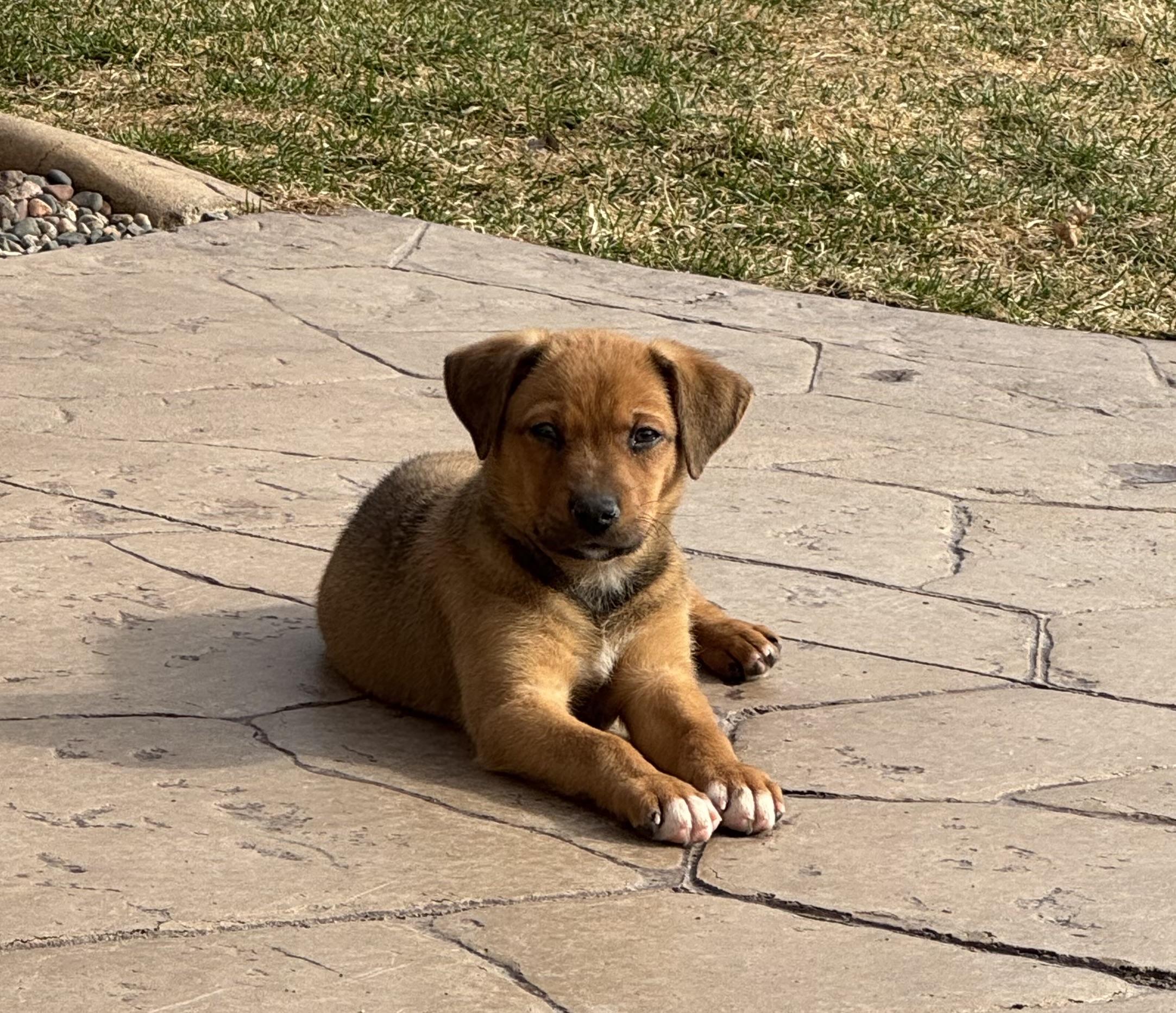 Enlarge Zaley, a ADOPTABLE mixed breed in Minneapolis, MN image 2/6