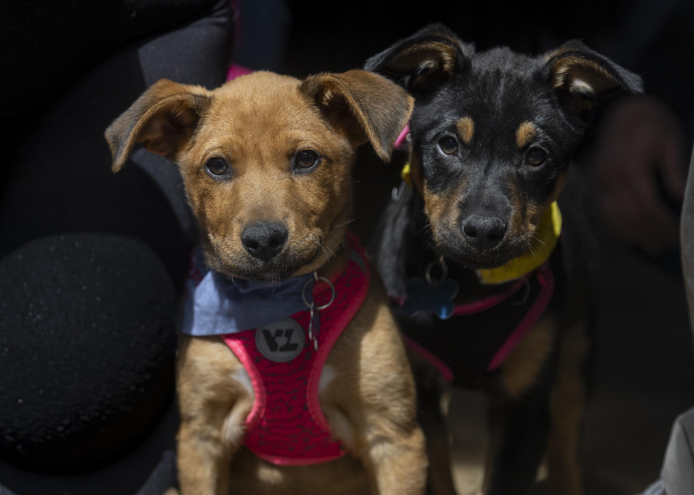 Enlarge Zaley, a ADOPTABLE mixed breed in Minneapolis, MN image 2/6