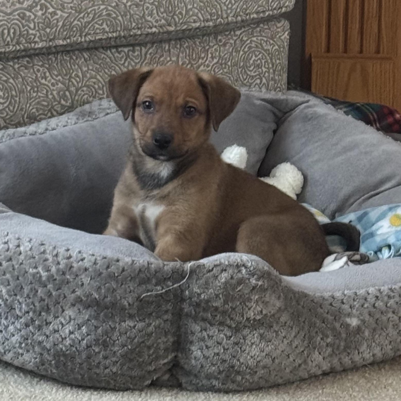 Enlarge Zaley, a ADOPTABLE mixed breed in Minneapolis, MN image 4/6