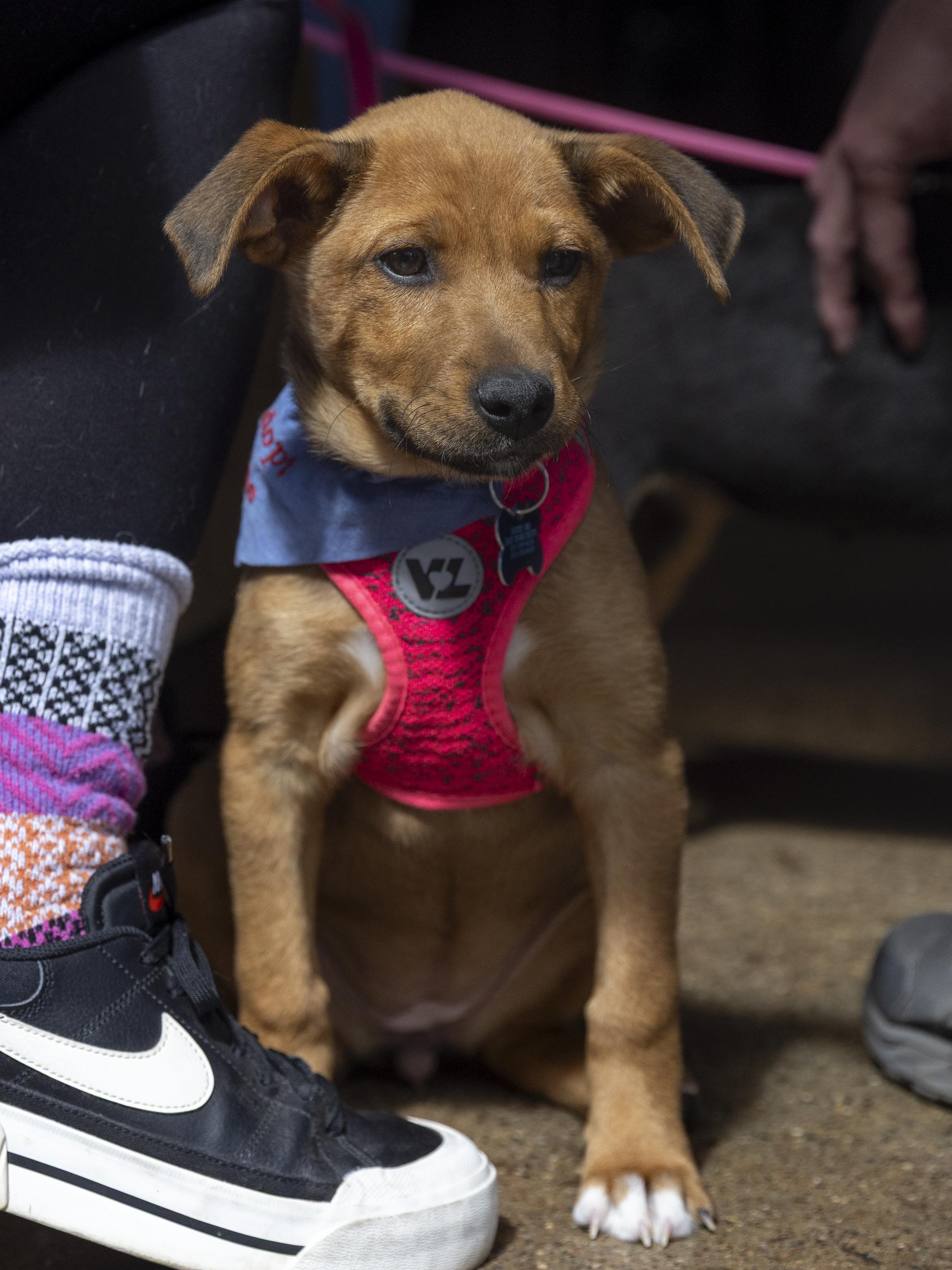 Enlarge Zaley, a ADOPTABLE mixed breed in Minneapolis, MN image 3/6