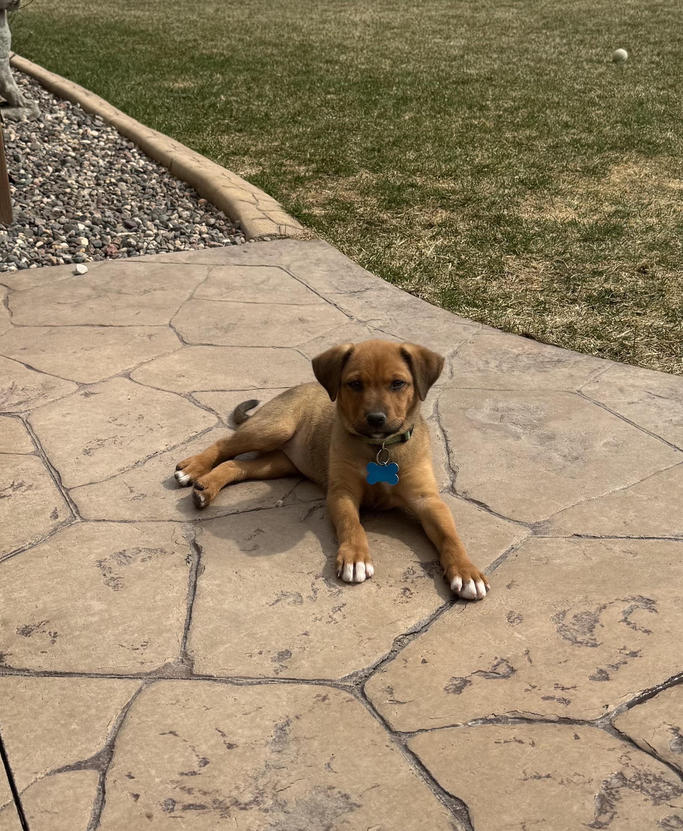 Enlarge Zaley, a ADOPTABLE mixed breed in Minneapolis, MN image 5/6