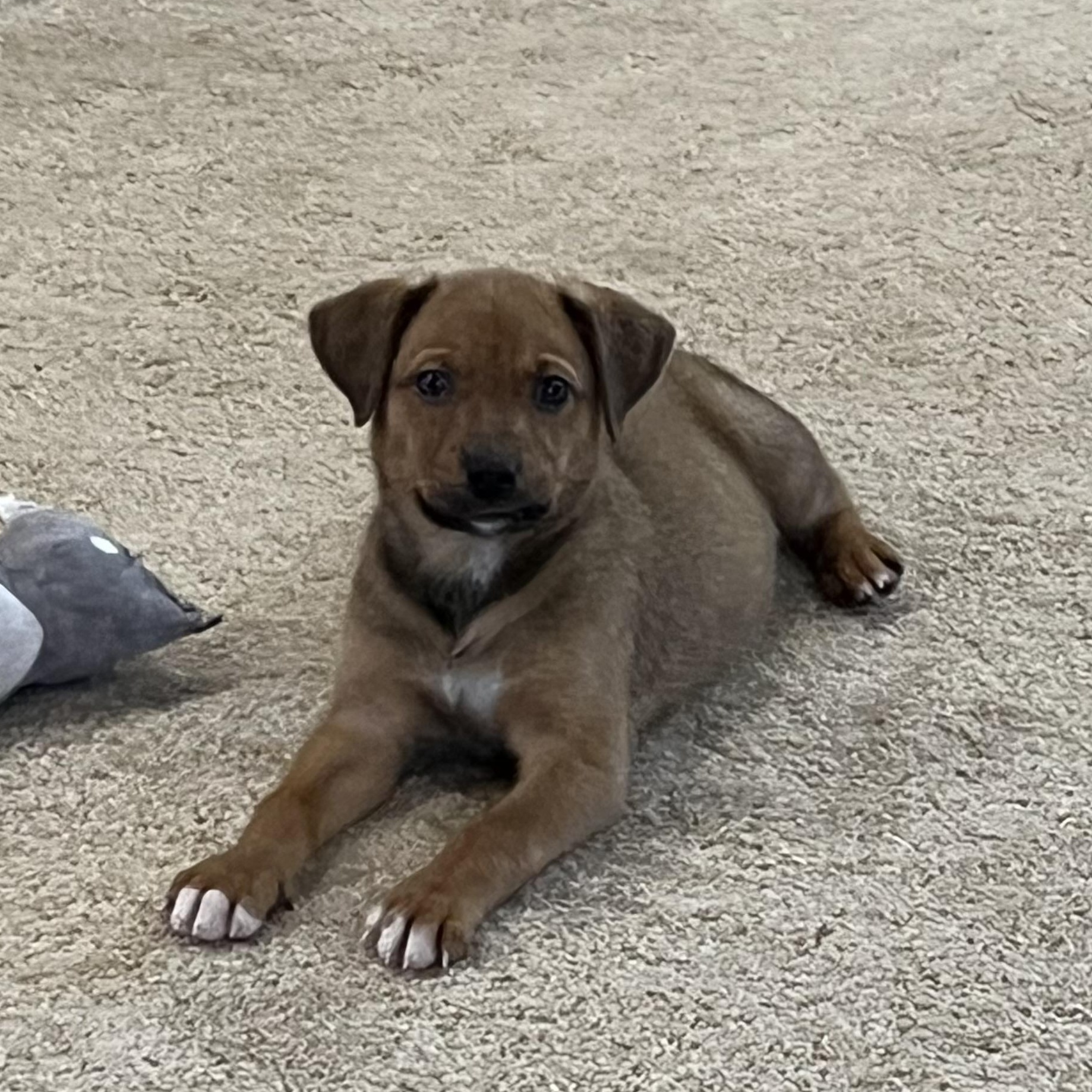 Enlarge Zaley, a ADOPTABLE mixed breed in Minneapolis, MN image 3/6