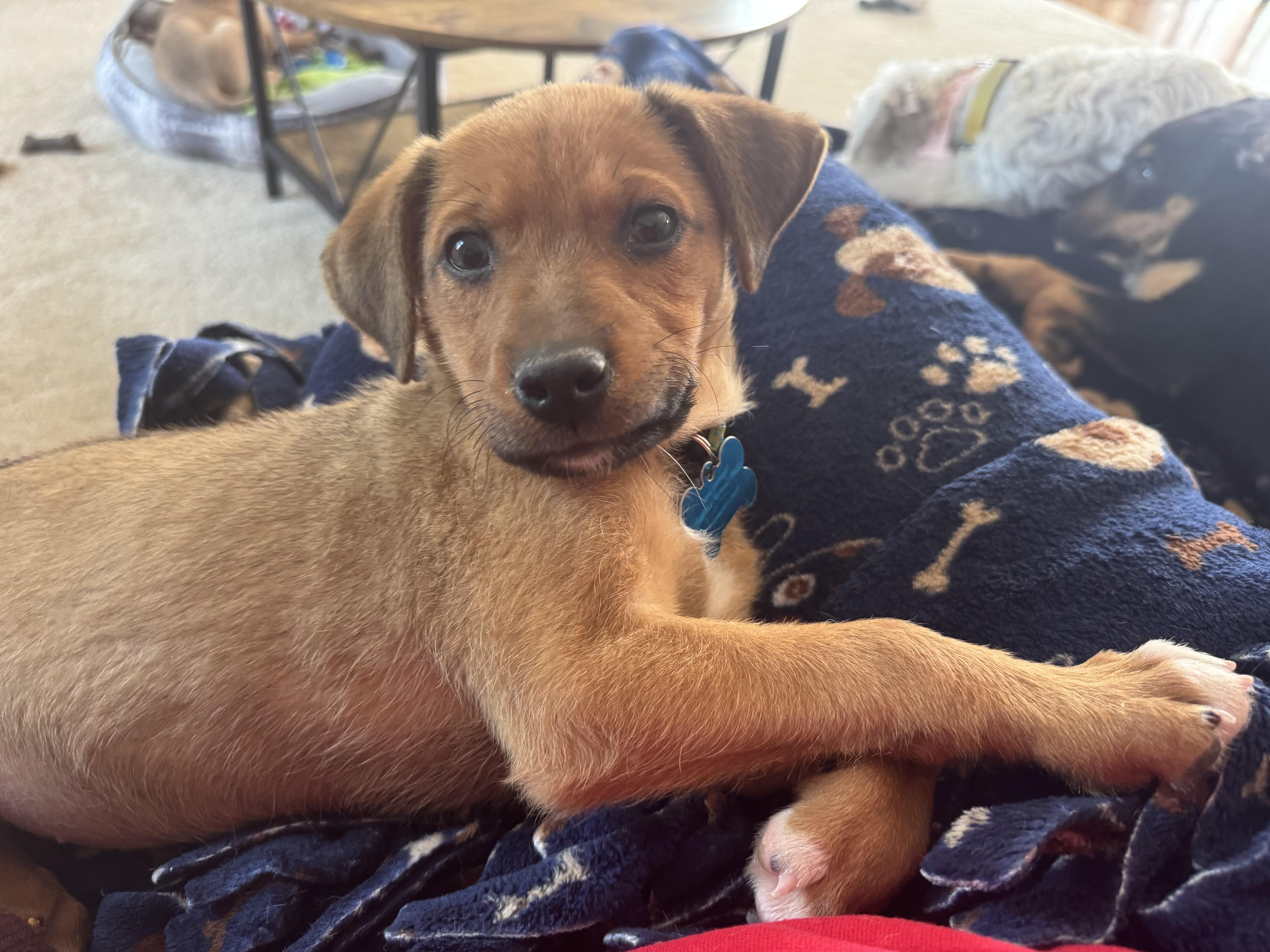 Zaley, ADOPTABLE, Puppy Female Retriever & Shepherd.