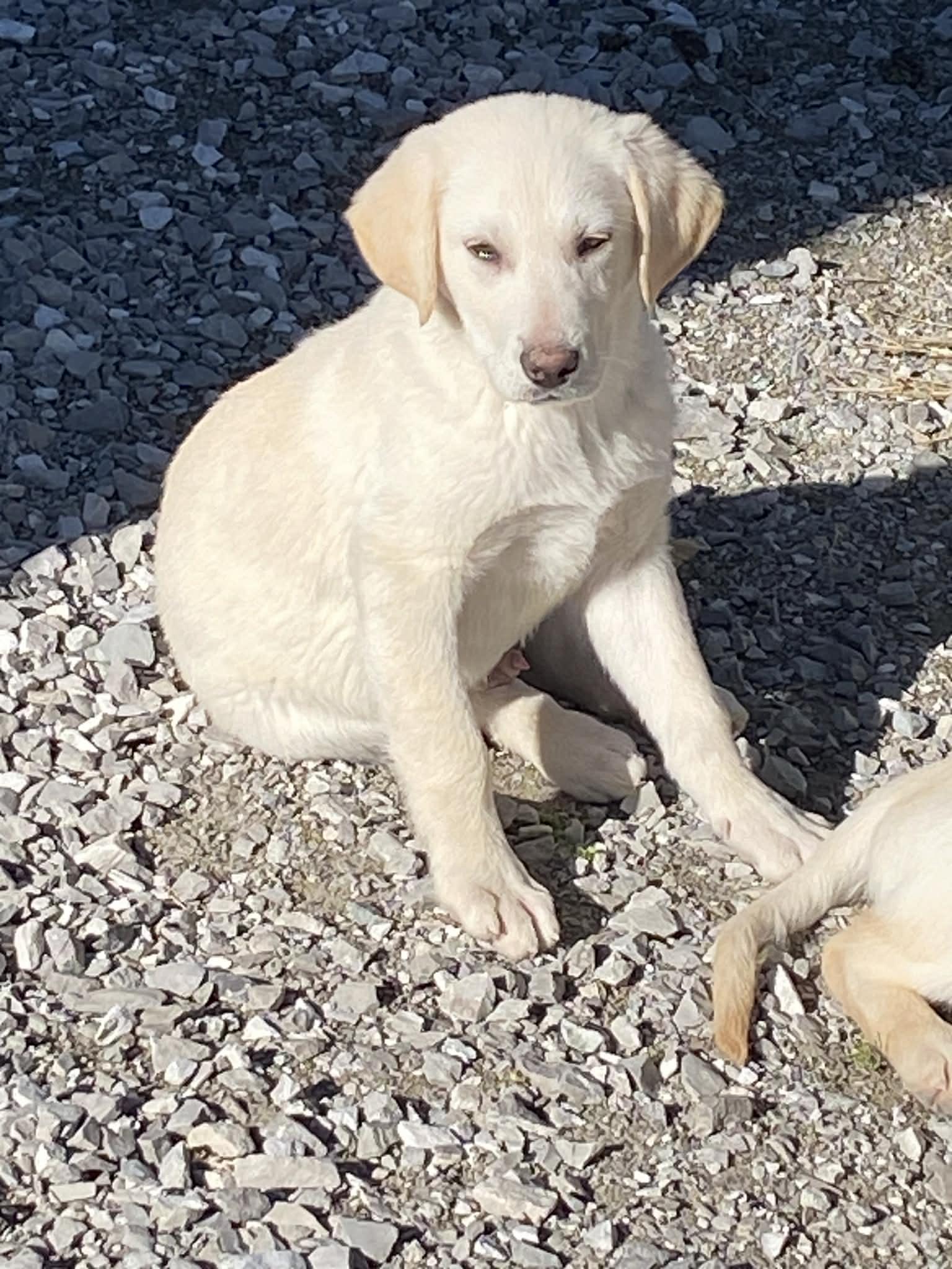 Enlarge Frosty, a Adoptable mixed breed in Stormville, NY image 2/5