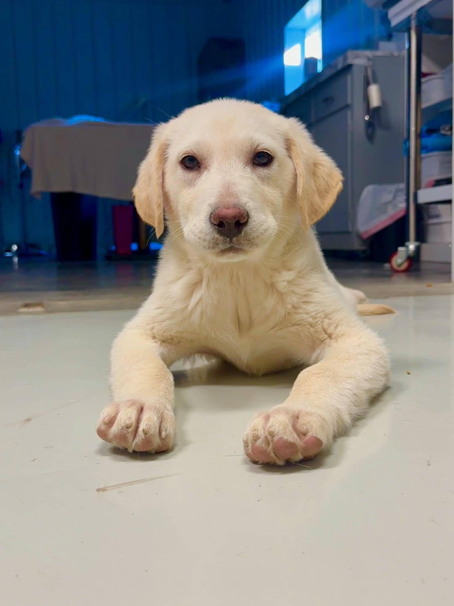 Enlarge Frosty, a Adoptable mixed breed in Stormville, NY image 5/5
