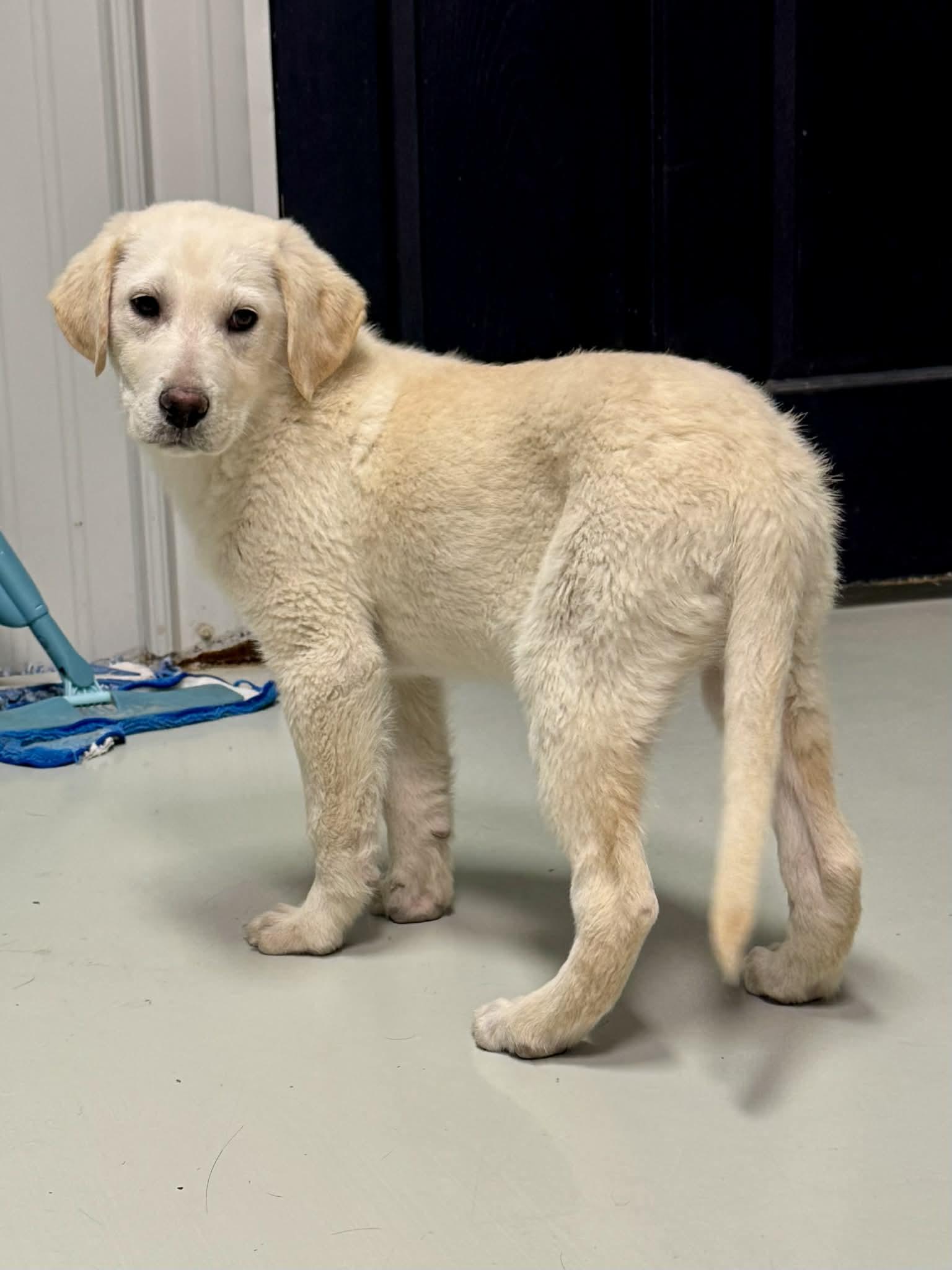 Enlarge Frosty, a Adoptable mixed breed in Stormville, NY image 4/5
