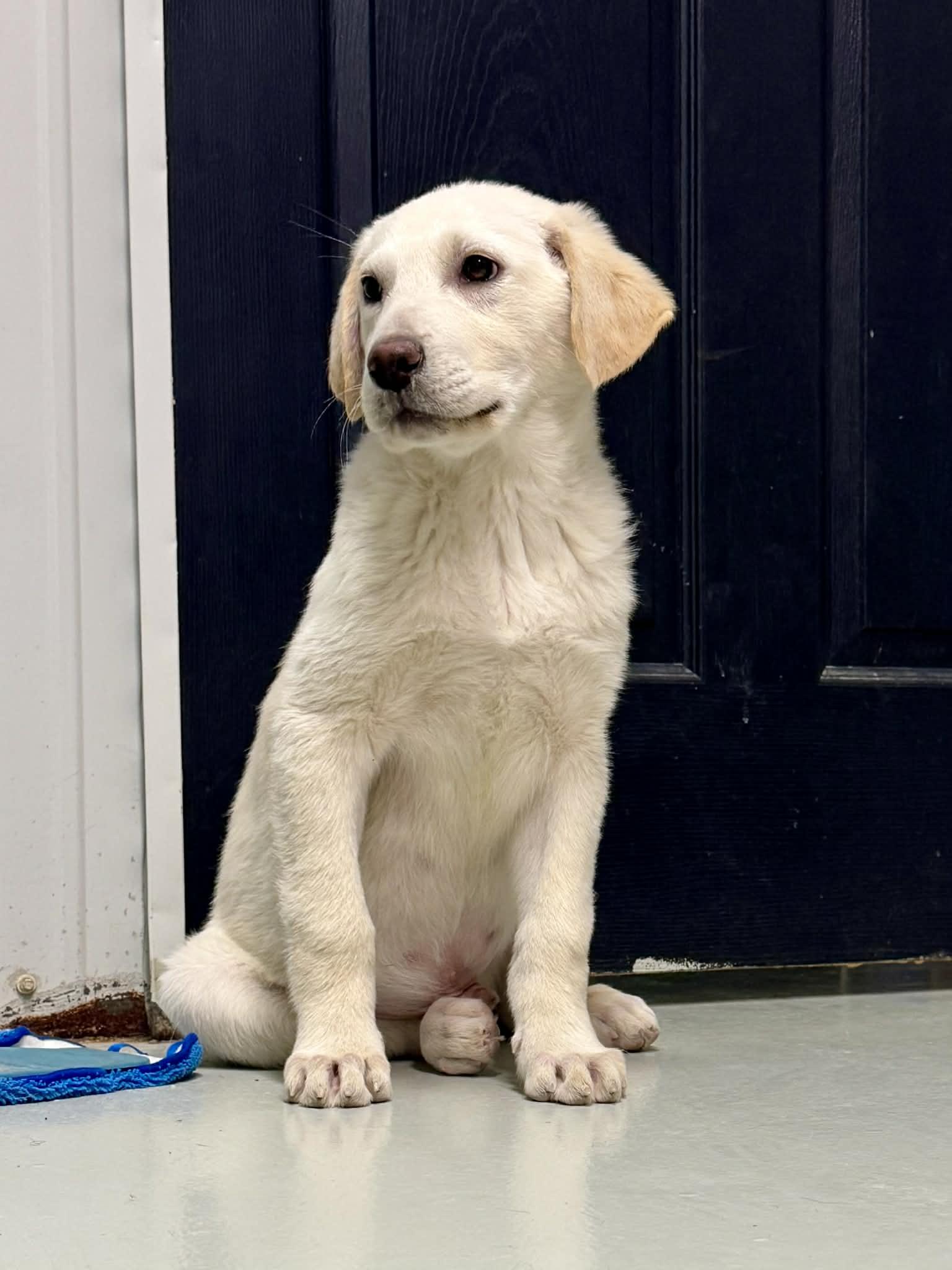 Enlarge Frosty, a Adoptable mixed breed in Stormville, NY image 1/5