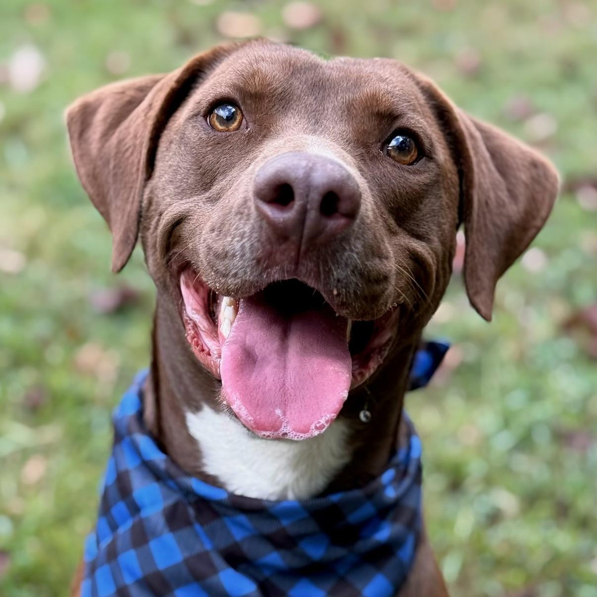 Half Pint, ADOPTABLE, Young Male Chocolate Labrador Retriever.
