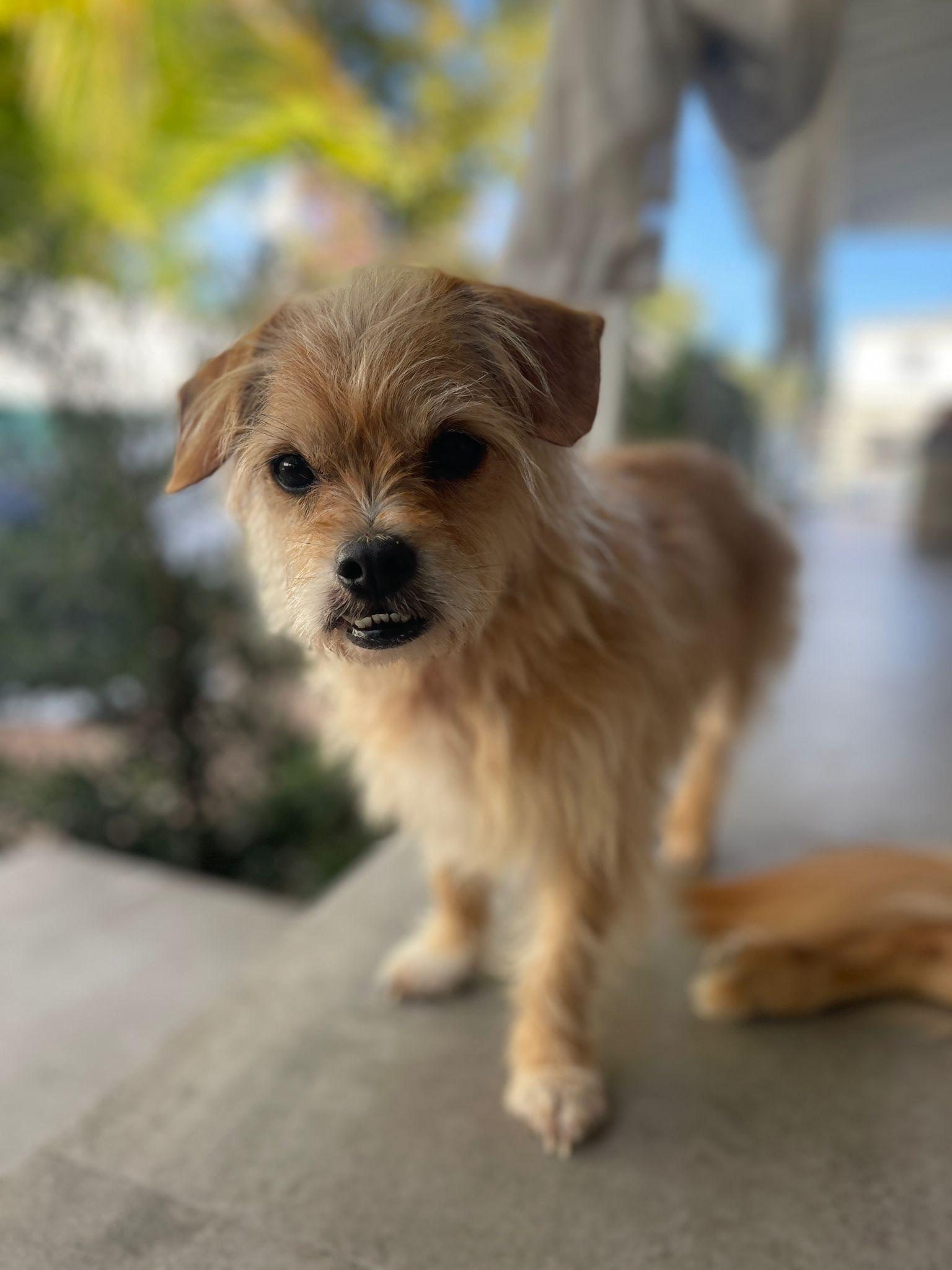 Honey, an adoptable Yorkie Poo in Miami, FL, 33129 | Photo Image 3