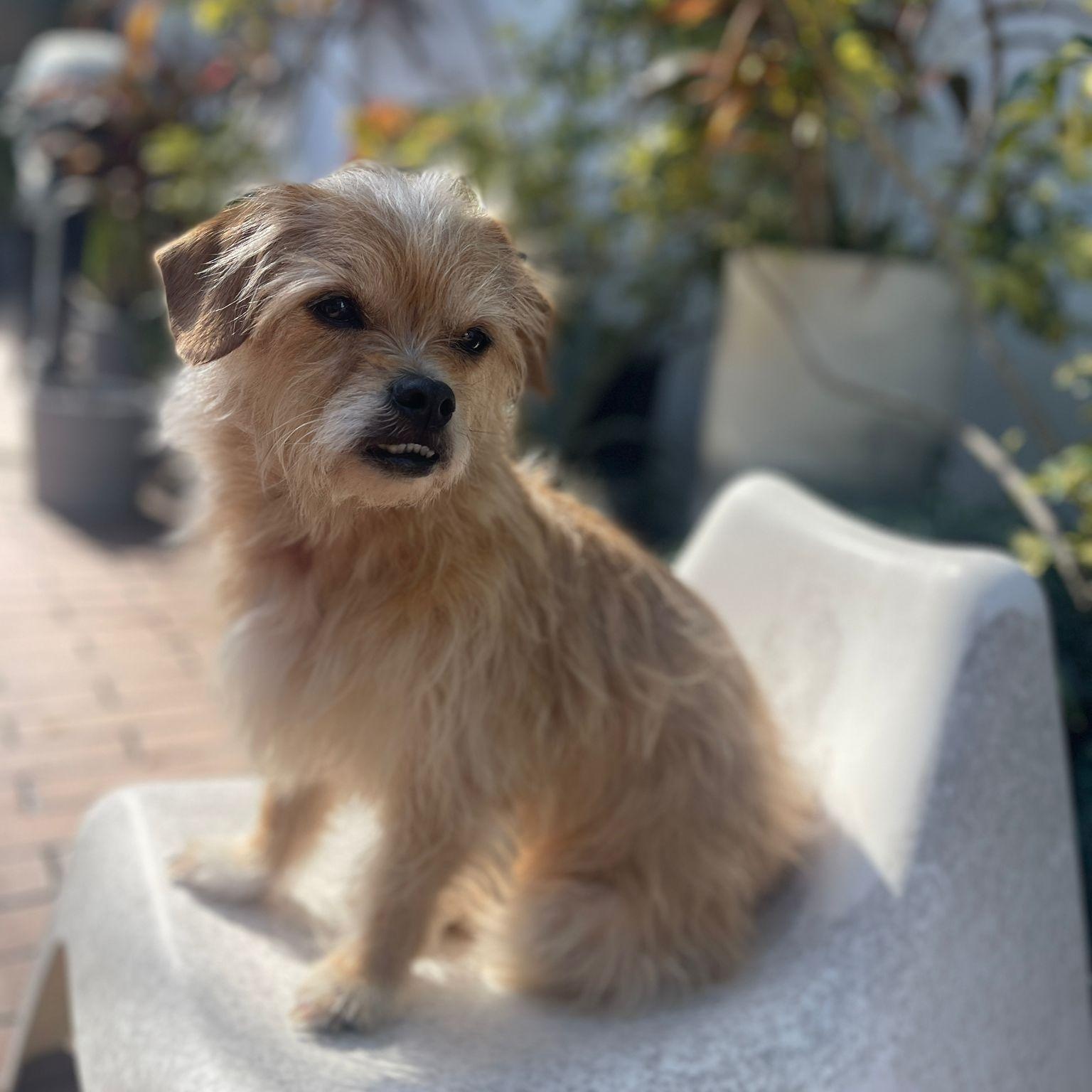 Honey, an adoptable Yorkie Poo in Miami, FL, 33129 | Photo Image 1