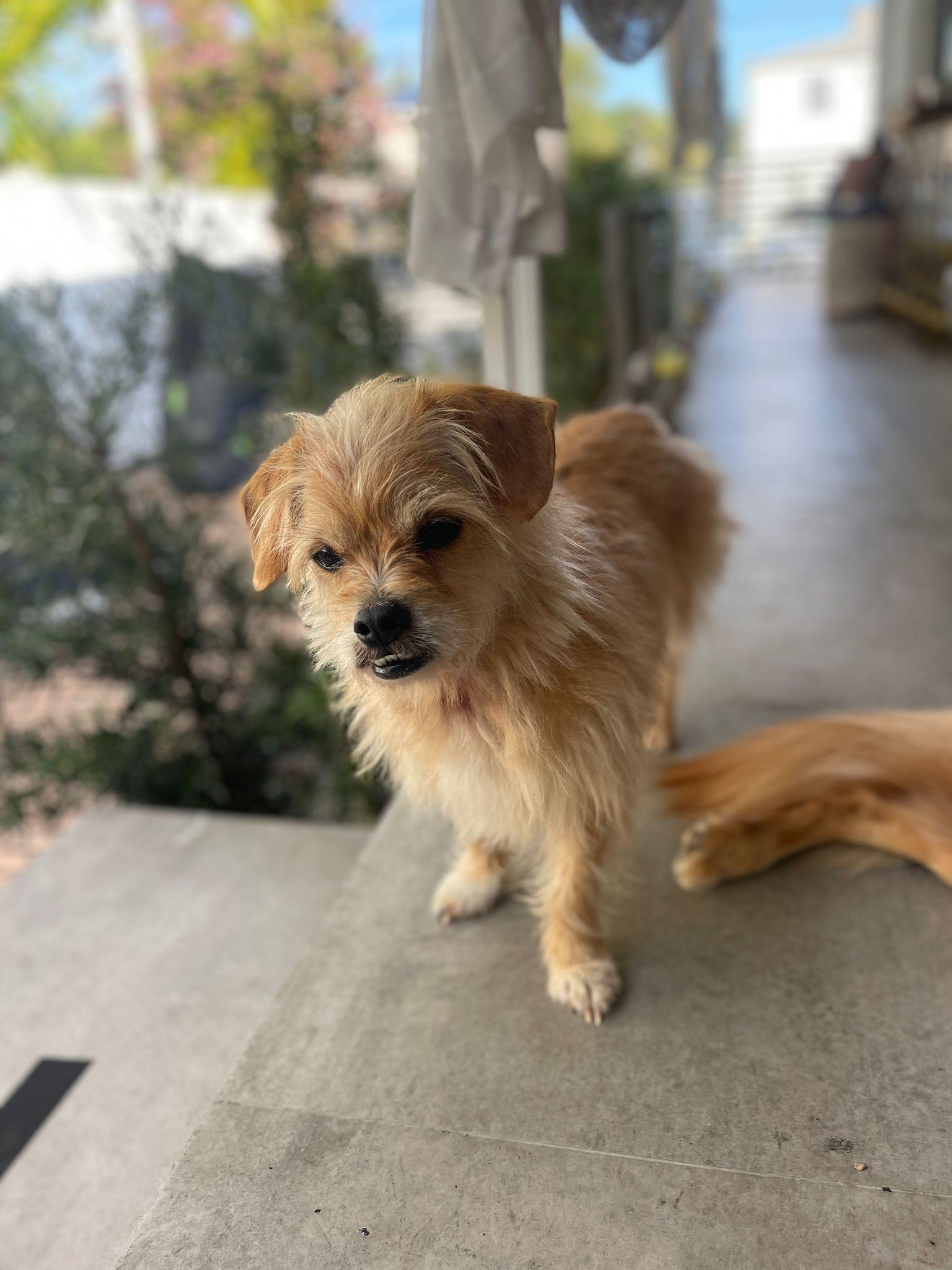 Honey, an adoptable Yorkie Poo in Miami, FL, 33129 | Photo Image 2