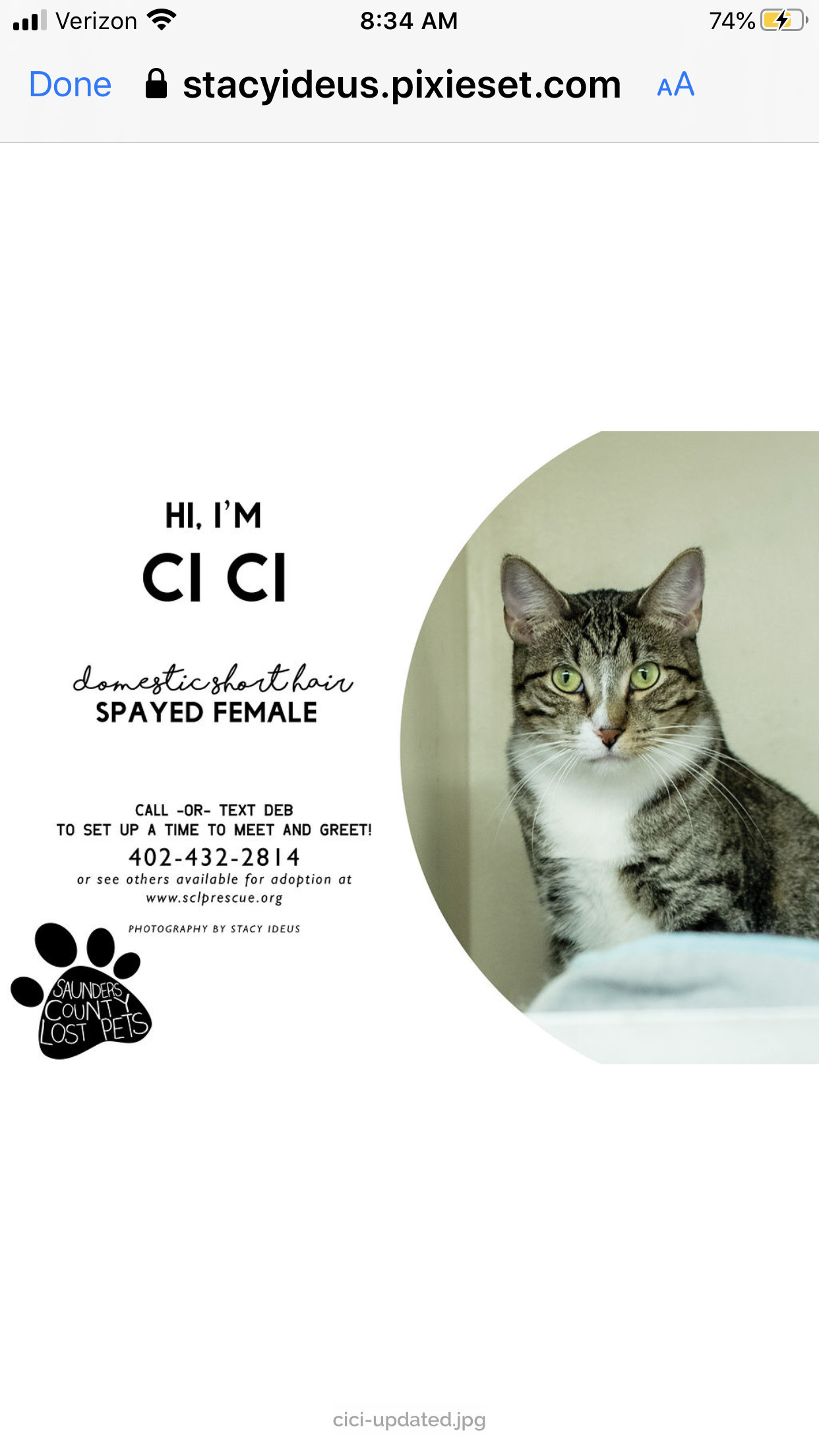 Cici, Adoptable, Adult Female Tabby.