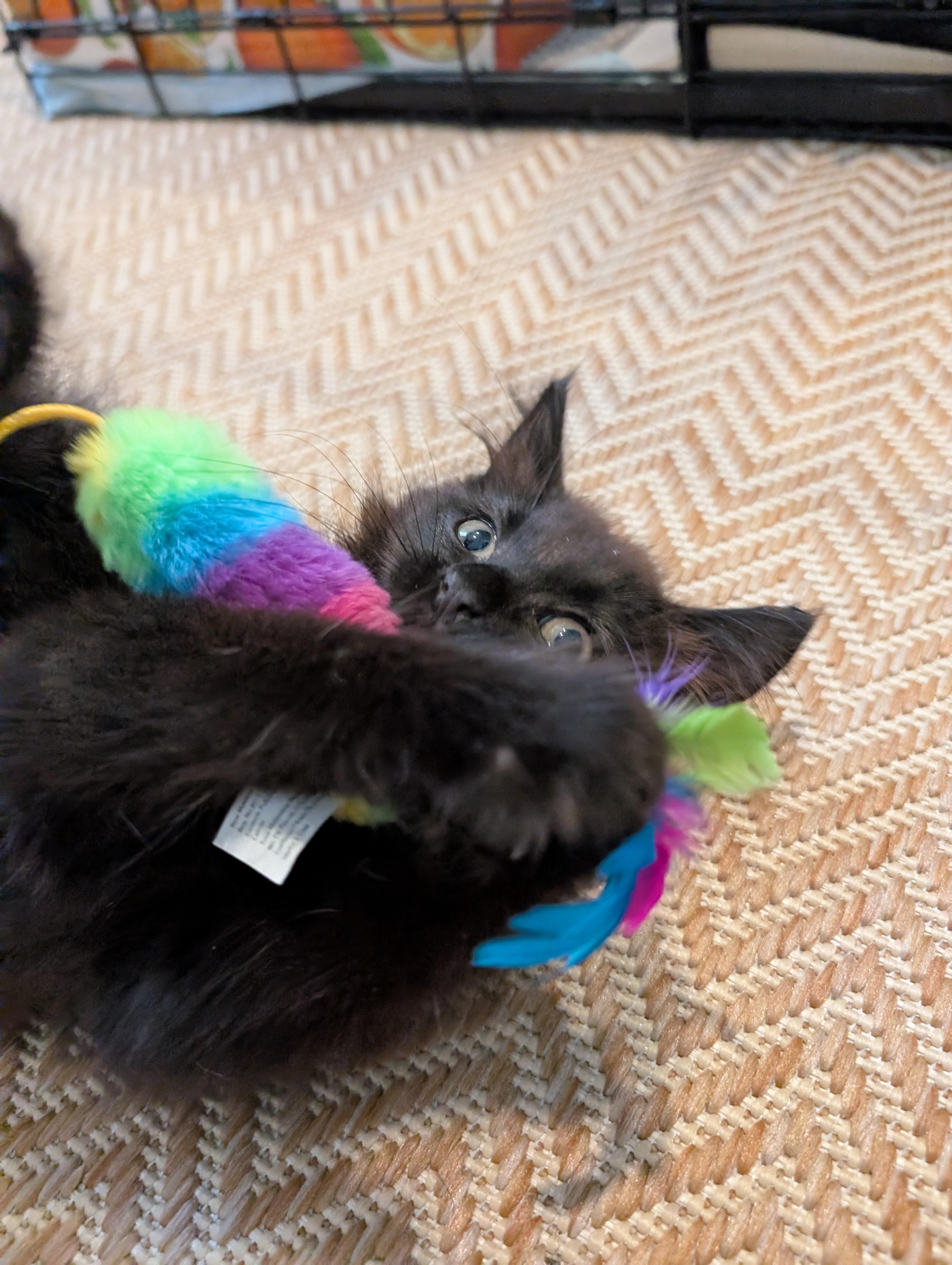 Cerberus, an adopted Domestic Long Hair in Pearland, TX image 3/4