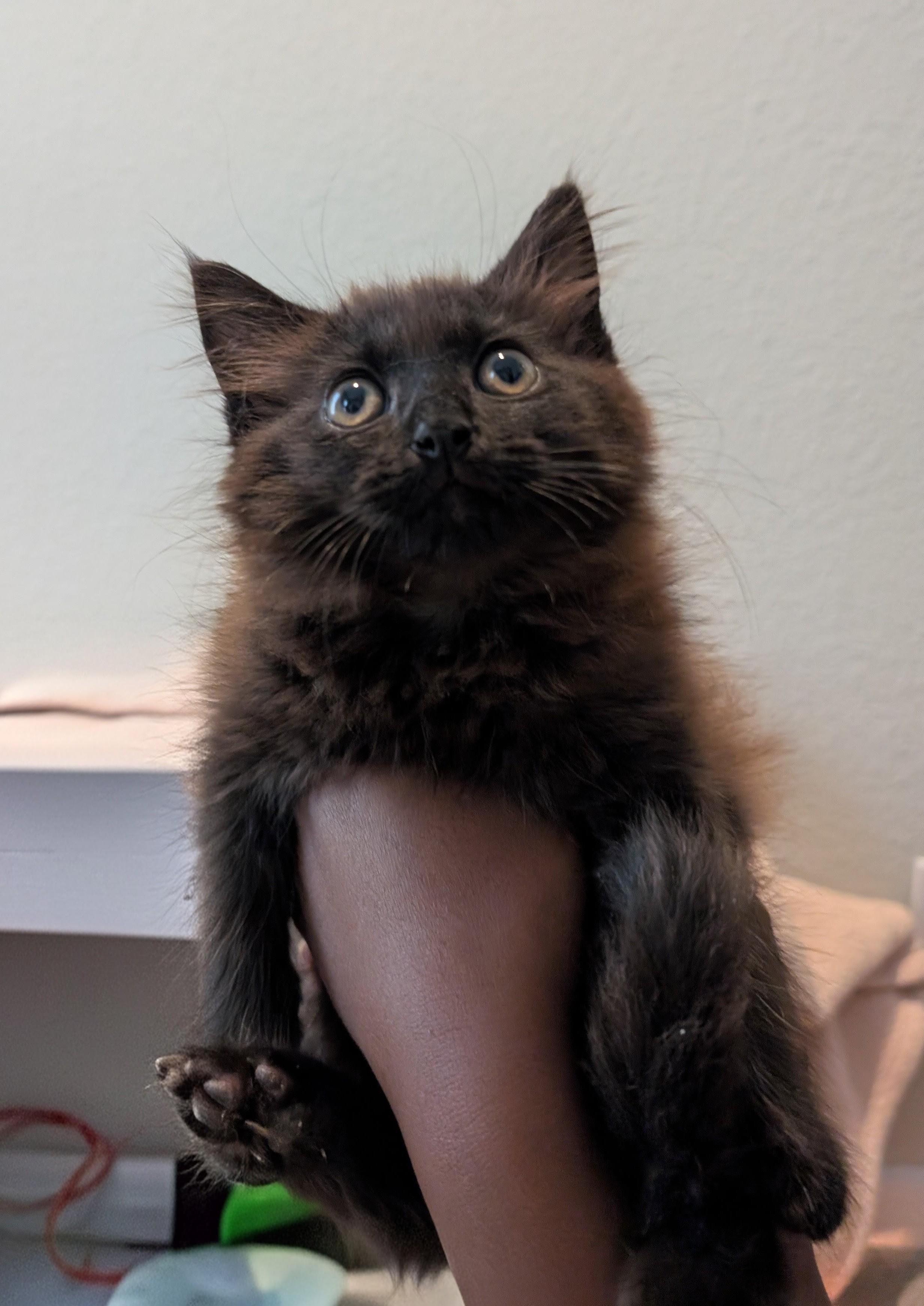 Cerberus, an adopted Domestic Long Hair in Pearland, TX image 1/4