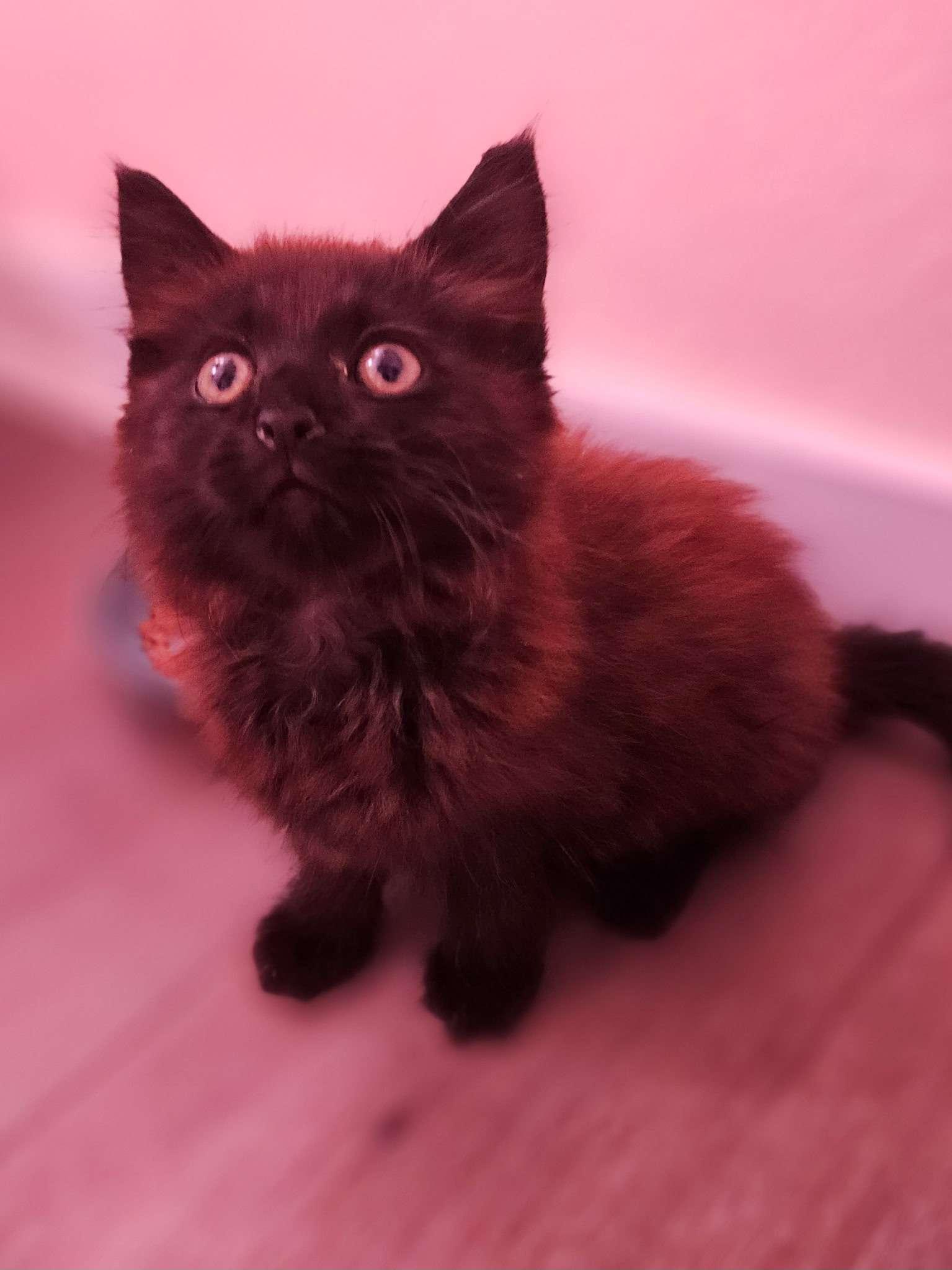 Cerberus, an adopted Domestic Long Hair in Pearland, TX image 2/4