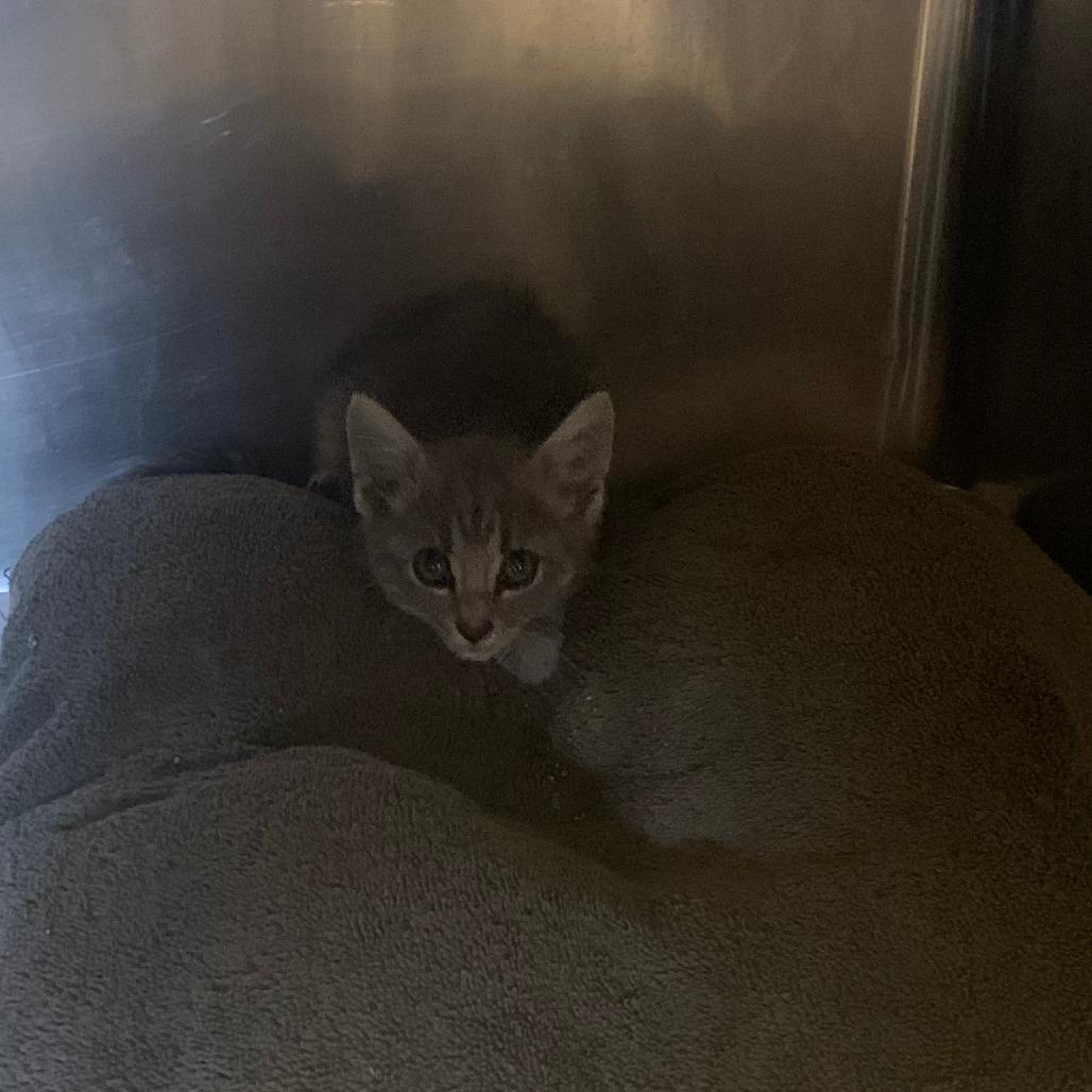 Windy, Adoptable, Young Male Domestic Short Hair.