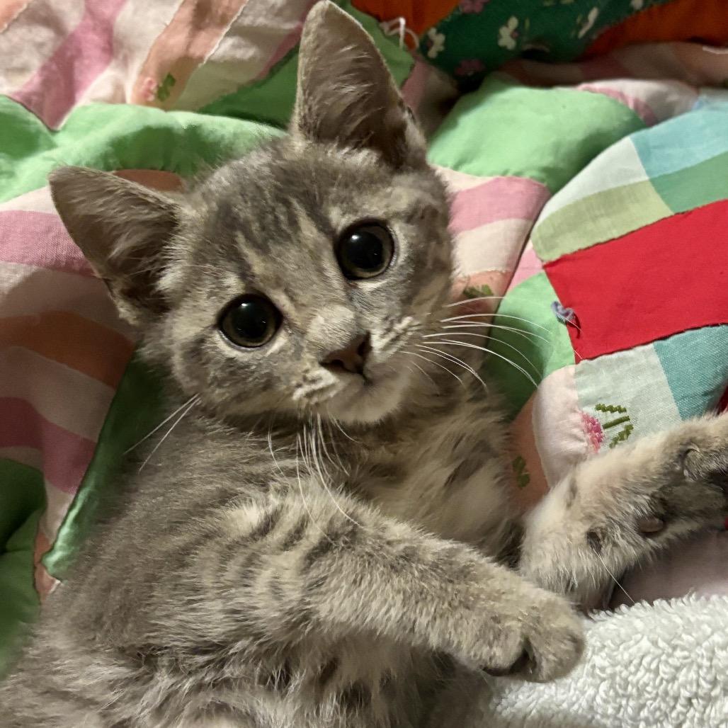 Windy, a Adoptable Domestic Short Hair in Starkville, MS image 2/3