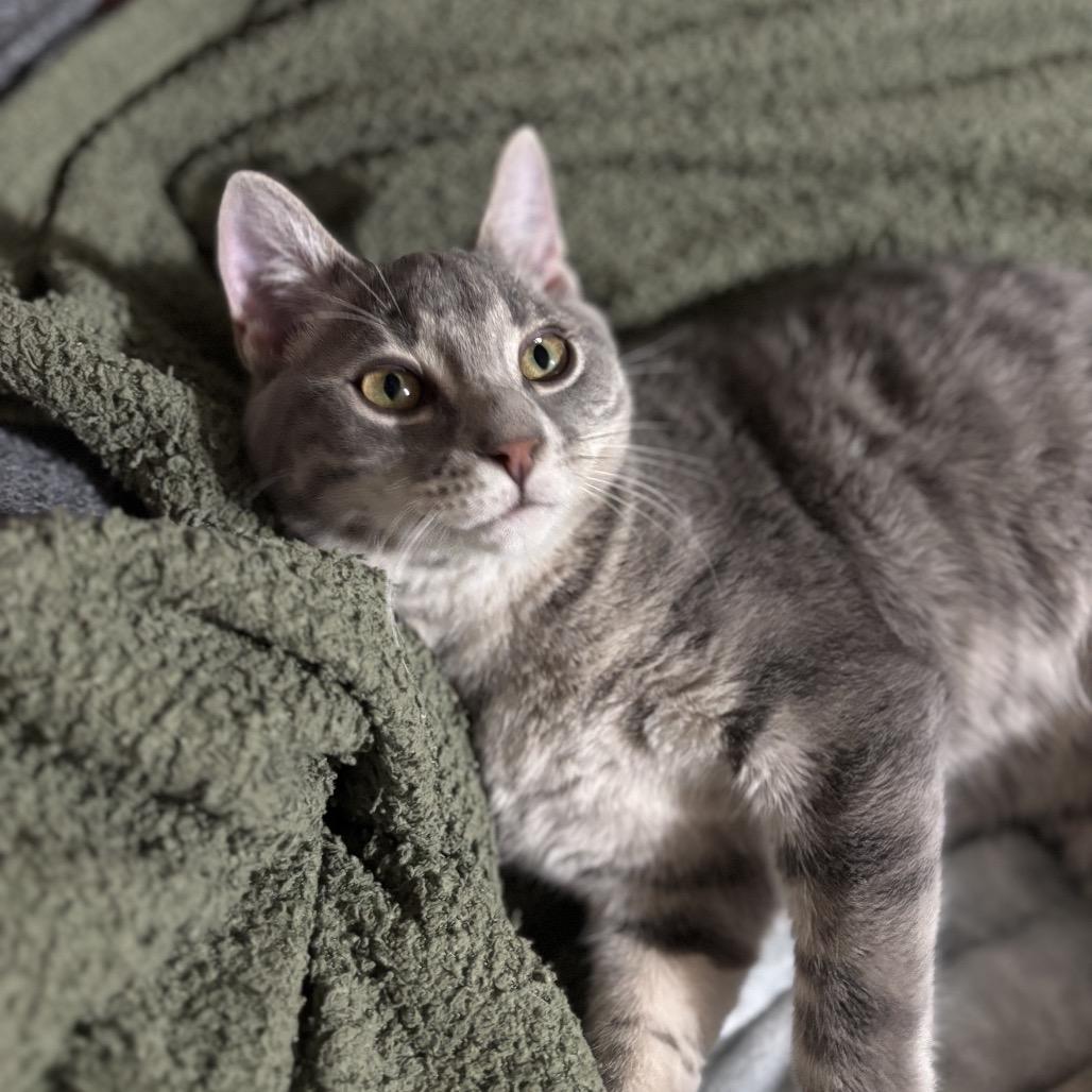 Windy, a Adoptable Domestic Short Hair in Starkville, MS image 3/3