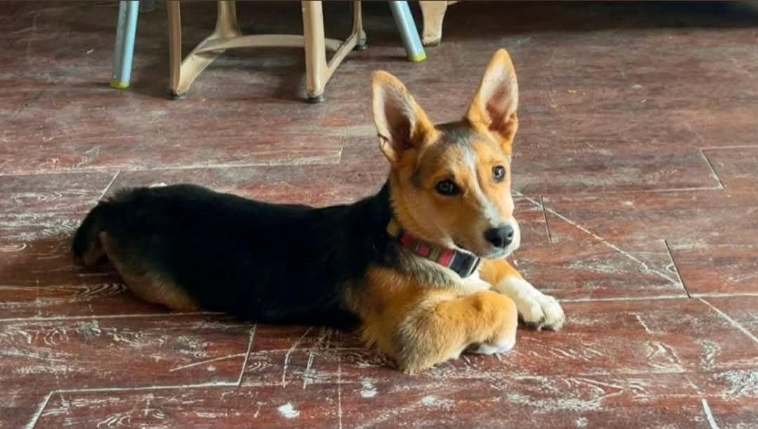 Enlarge Birdie, a Adoptable Corgi in Grafton, WI image 1/3