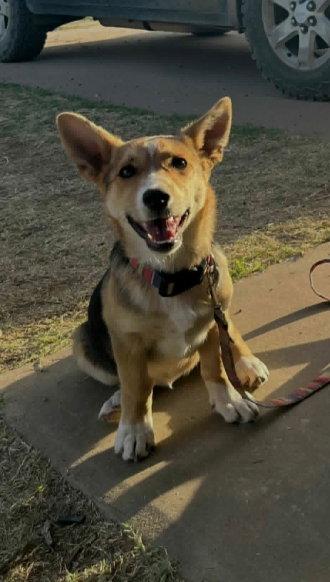 Enlarge Birdie, a Adoptable Corgi in Grafton, WI image 2/3