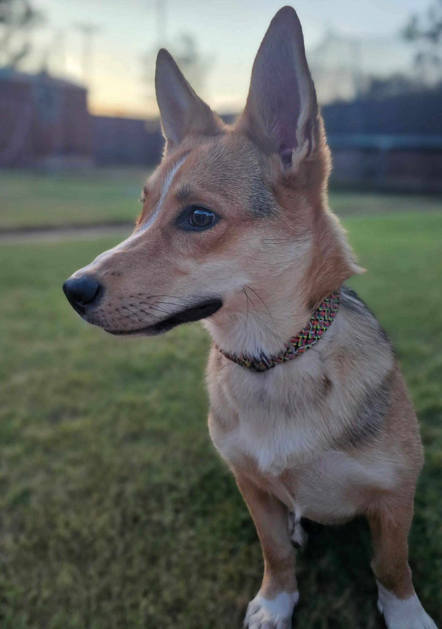Enlarge Birdie, a Adoptable Corgi in Grafton, WI image 3/3