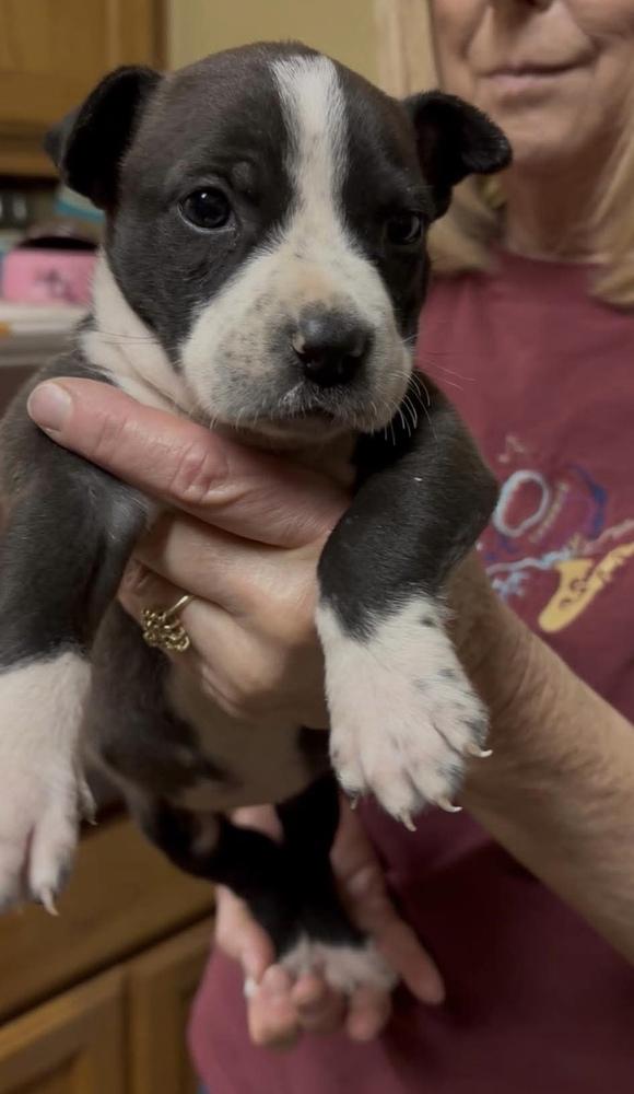 Enlarge Chelsea   (2026), a Adoptable mixed breed in Wenonah, NJ image 1/3