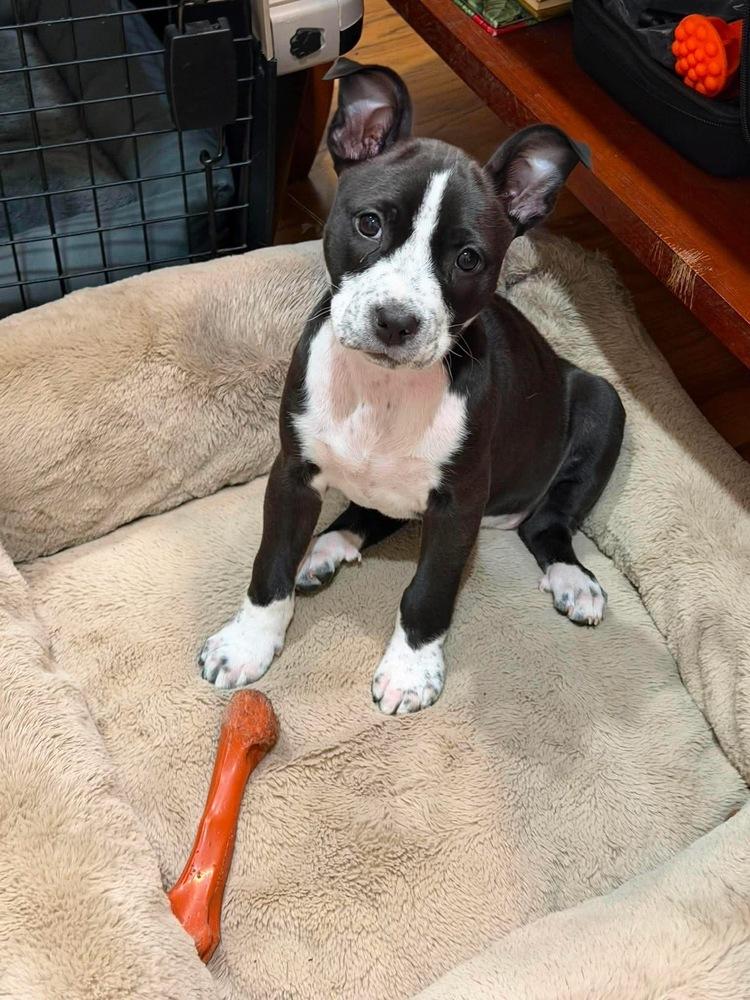 Enlarge Chelsea   (2026), a Adoptable mixed breed in Wenonah, NJ image 2/3