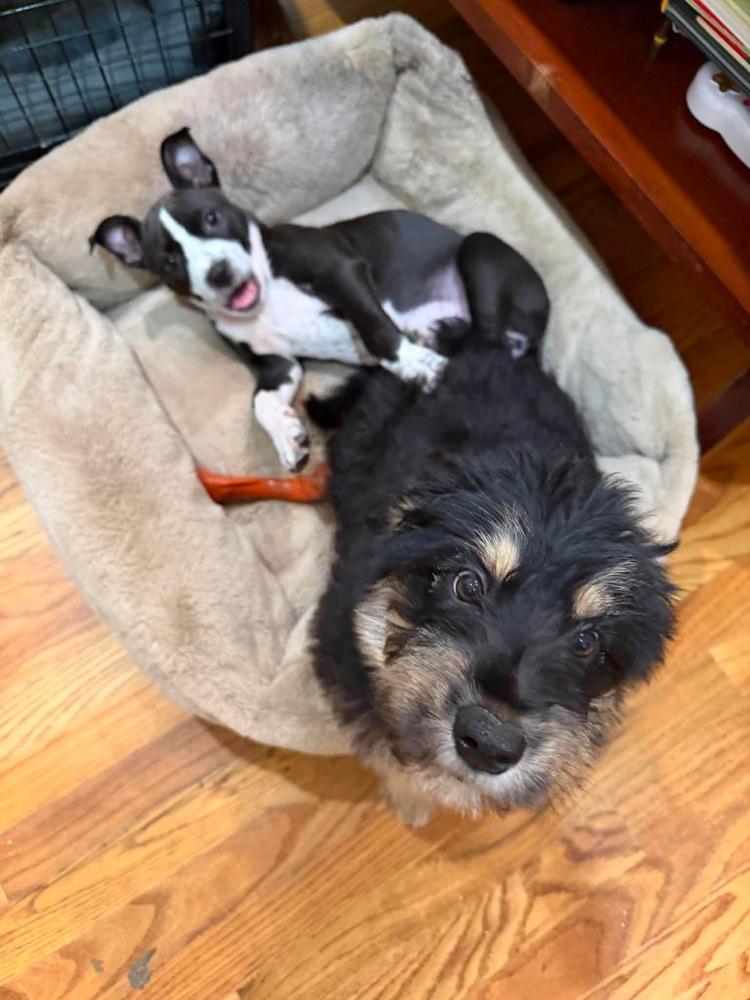 Enlarge Chelsea   (2026), a Adoptable mixed breed in Wenonah, NJ image 3/3