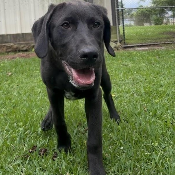 Sven, Adoptable, Puppy Male Labrador Retriever.