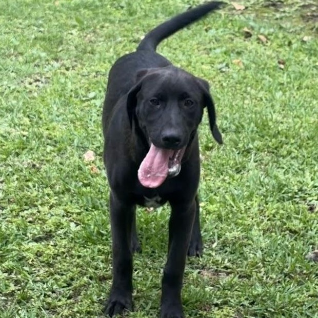 Sven, a Adoptable mixed breed in Ransomville, NY image 4/6