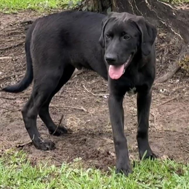 Sven, a Adoptable mixed breed in Ransomville, NY image 3/6