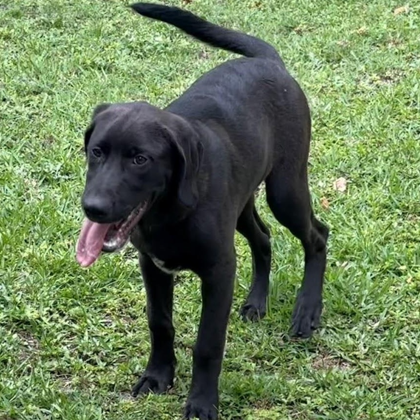 Sven, a Adoptable mixed breed in Ransomville, NY image 2/6
