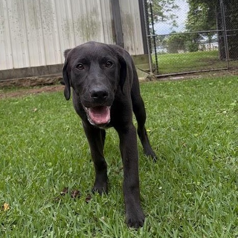 Sven, a Adoptable mixed breed in Ransomville, NY image 5/6